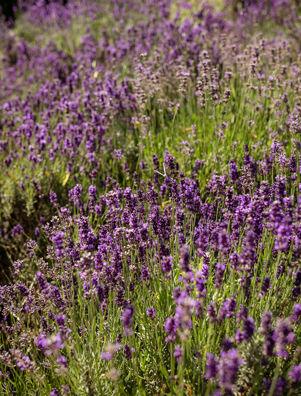 Scrub Lavendel